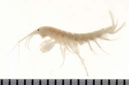 Image of Maeridae Krapp-Schickel 2008