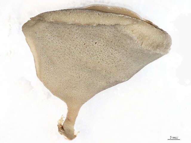 Image of Axinellidae Carter 1875
