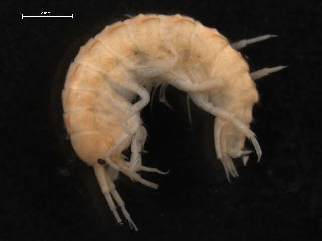 Image of Acanthogammaridae