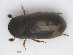 Image of Cryphalus