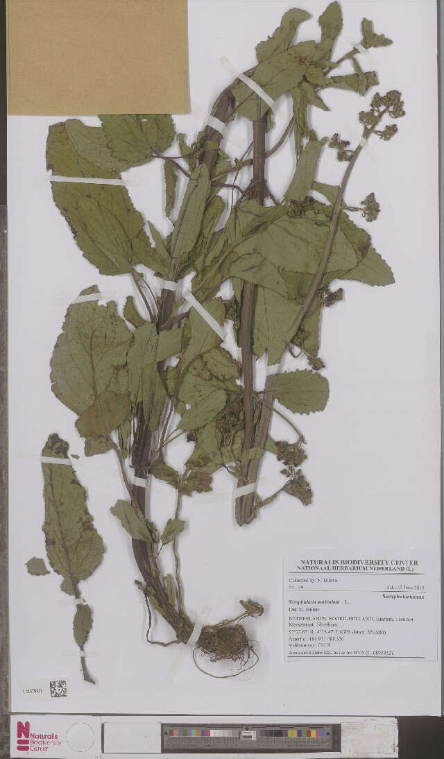 Scrophularia resmi