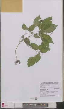 Image of Jewelweeds