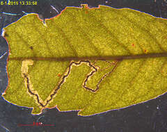 Image of Stigmella myricafoliella (Busck 1900) Grossbeck 1917