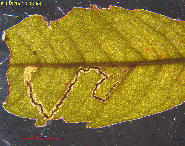 Image of Stigmella myricafoliella (Busck 1900) Grossbeck 1917