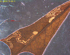 Image of Stigmella myricafoliella (Busck 1900) Grossbeck 1917