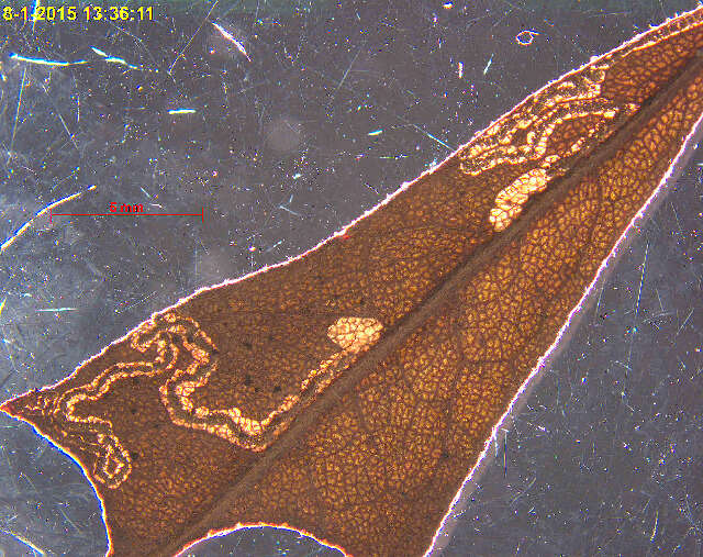 Image of Stigmella myricafoliella (Busck 1900) Grossbeck 1917