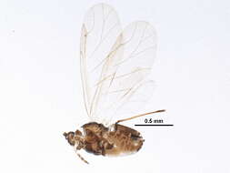 Image of Aphid