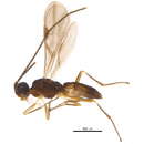 Image of Lysiterminae