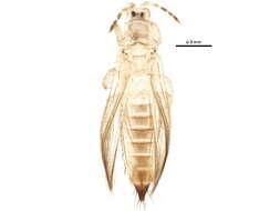 Image of Common thrip