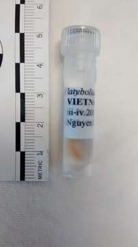 Image of <i>Platybolium alvearium</i>