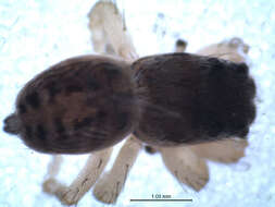 Image of Heliophanus