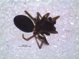 Image of Ceratinopsis