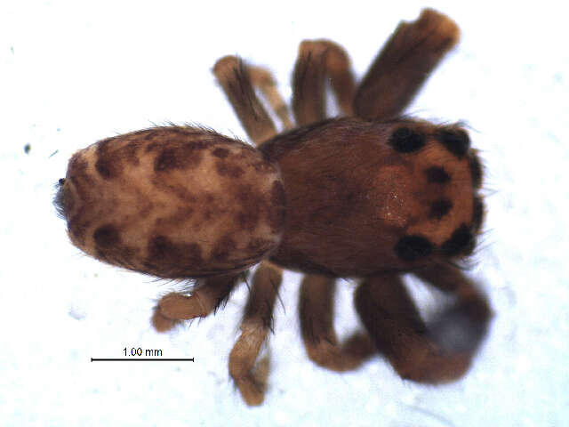 Image of Dendryphantes