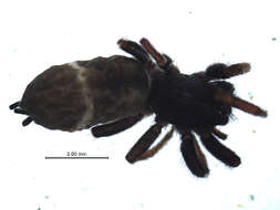 Image of Poecilotheria