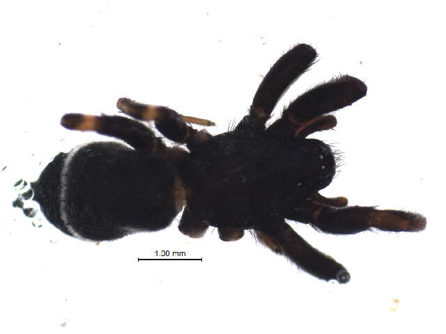 Image of Poecilotheria