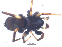 Image of Poecilotheria