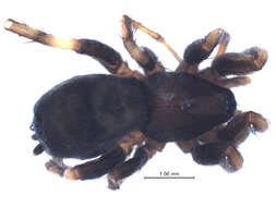 Image of Poecilotheria