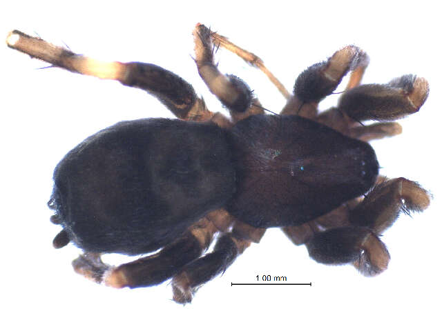 Image of Poecilotheria