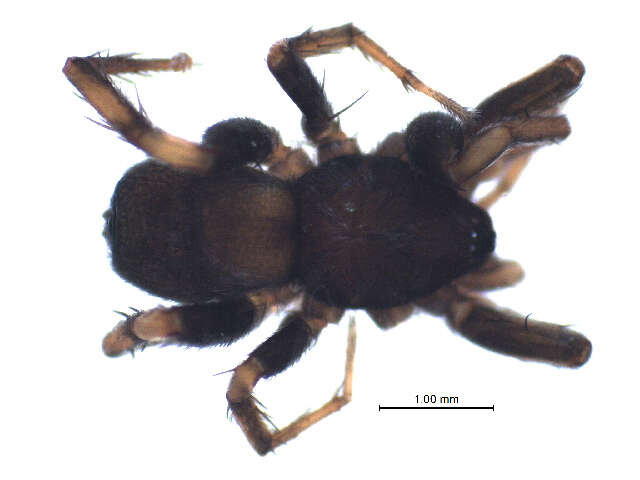 Image of Poecilotheria