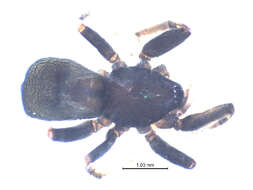 Image of Poecilotheria