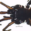 Image of tree trapdoor spiders