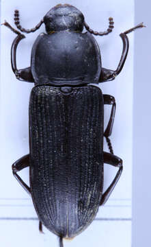 Image of Tenebrio Linnaeus 1758