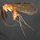 Image of Ecclisomyia maculosa Banks 1907