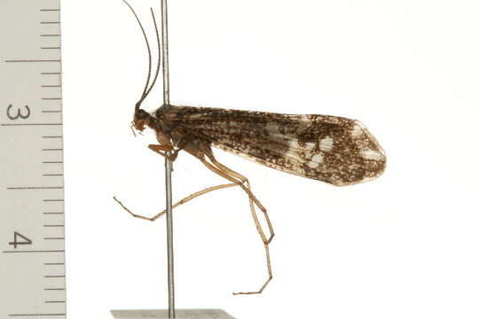 Image of Clistoronia (Clistoronia) magnifica (Banks 1899)