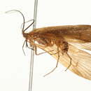 Image of Chyranda centralis