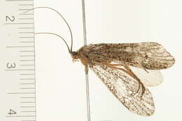 Image of Clistoronia (Clistoronia) magnifica (Banks 1899)