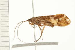 Limnephilus alberta Denning 1958 resmi