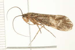 Image of Clistoronia (Clistoronia) magnifica (Banks 1899)