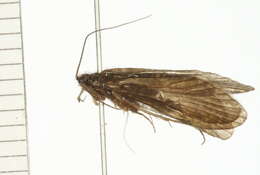 Image of Rhyacophila vao Milne 1936