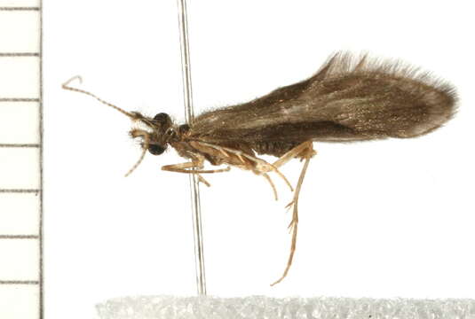 Lepidostoma (Neodinarthrum) pluviale (Milne 1936) resmi