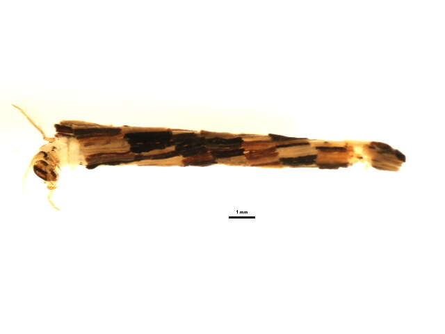 Image of <i>Triaenodes frontalis</i>