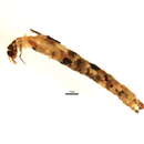 Image of Ecclisomyia conspersa Banks 1907