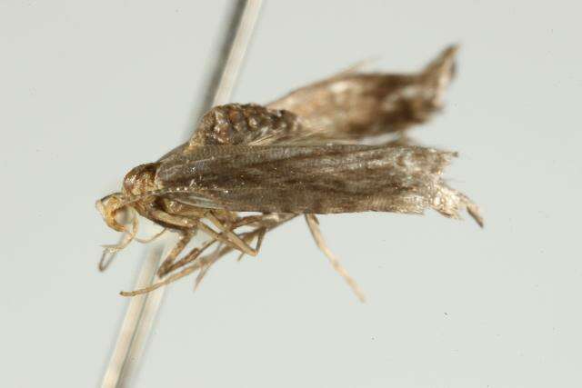 Imagem de Argyresthia