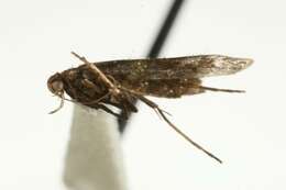 Image of Caloptilia