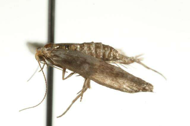 Imagem de Argyresthia