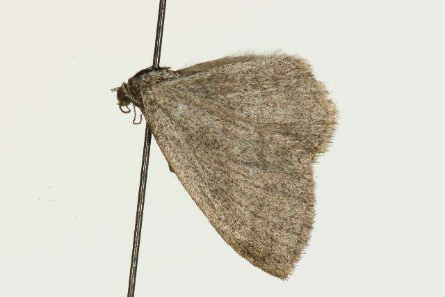 Image of Frigid wave moth