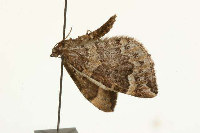 Image of Eulithis destinata harveyata Taylor 1906