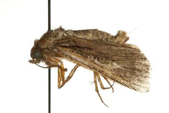 Image of Black Army Cutworm