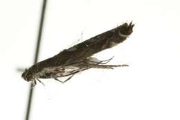 Image of Willow Leafblotch Miner