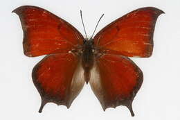 Image of <i>Pantherophis obsoletus</i>