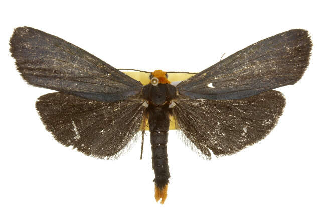 <i>Gnamptonychia ventralis</i>的圖片