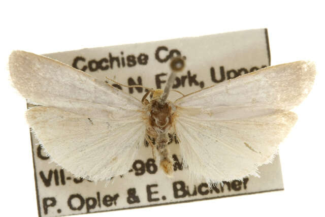 Image of Crambidia cephalica Grote & Robinson 1870