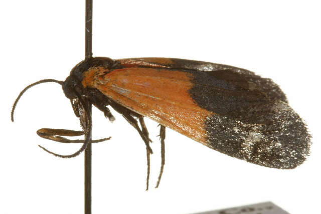 Image of Black-and-yellow Lichen Moth