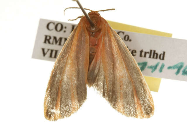 Image of Scarlet-winged Lichen Moth