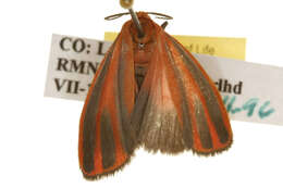 Image of Scarlet-winged Lichen Moth