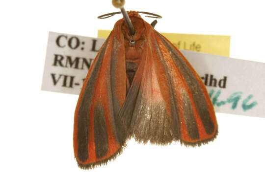 Image of Scarlet-winged Lichen Moth